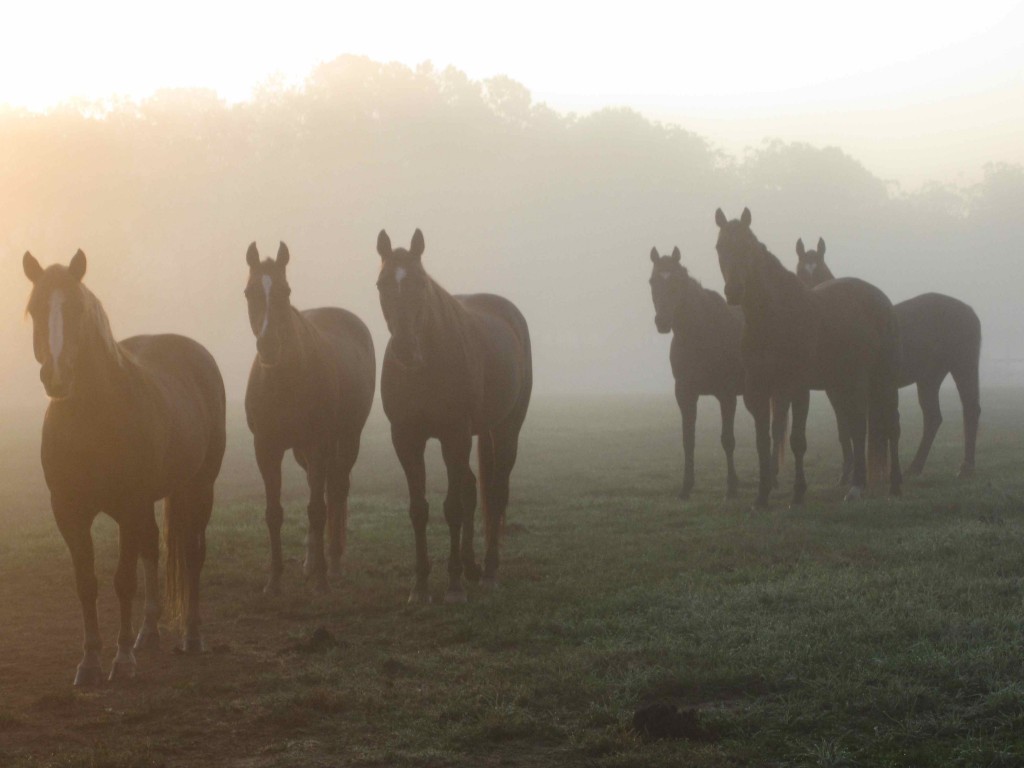 Chesa misty morning herd
