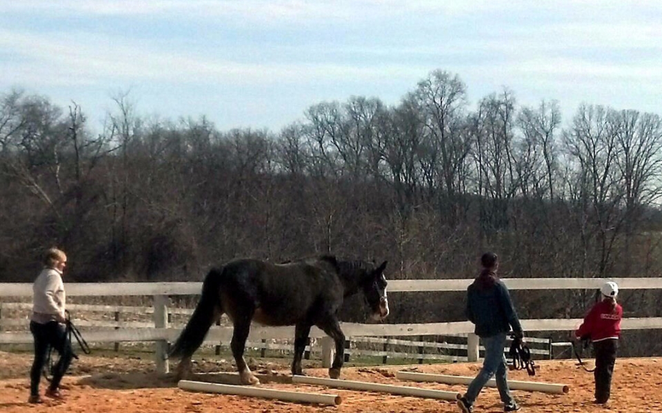 Peaceful herding team_edited-1